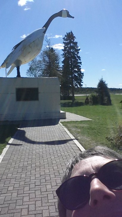 Photo bombing Sudbury goose. Was first there 50 years ago. It will be taken down this fall after being photographed cor 55 years 